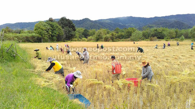  Penanaman padi adan merupakan salah satu kegiatan utama di Krayan.