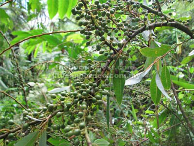  Pokok pahkak atau tenem atau nama saintifiknya, Litsea Cubeba merupakan pokok kecil daripada keluarga Lauraceae dan boleh dijumpai tumbuh setinggi 5 hingga 10 meter di 2,300 meter atas paras laut.