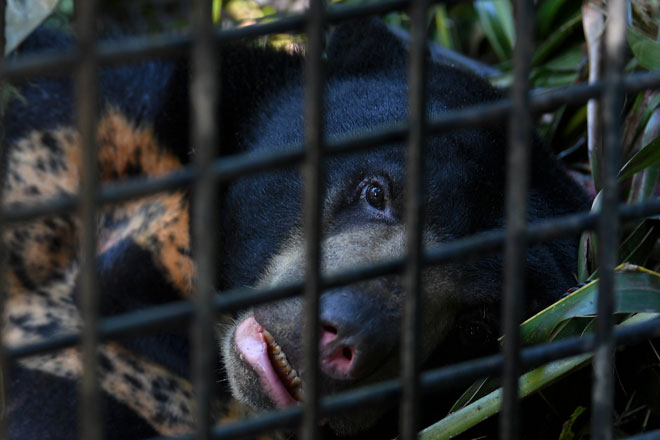  Seekor beruang spesis beruang matahari yang berkeliaran di sekitar Felda Belara sejak dua minggu lalu berjaya ditangkap Jabatan Perlindungan Hidupan Liar dan Taman Negara (Perhilitan) Terengganu di Felda Balara dekat Kuala Nerus, semalam. — Gambar Bernama