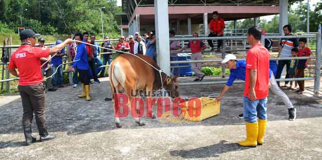  Para peserta diberi penerangan tentang cara pengurusan penternakan lembu Bali.