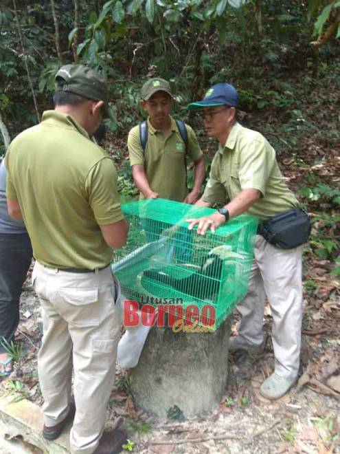 SFC berjaya selamatkan burung enggang jantan | Utusan Borneo Online