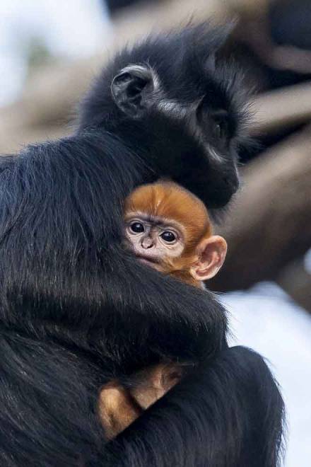  Gambar serahan Zoo Taronga di Sydney, Australia menunjukkan anak monyet Francois’ Langur yang lahir di zoo berkenaan pada minggu lepas. — Gambar AFP