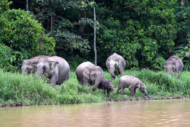 Sekumpulan gajah Borneo atau lebih dikenali sebagai gajah pygmy mencari makanan di tebing Sungai Kinabatangan berhampiran Kampung Bilit baru-baru ini.