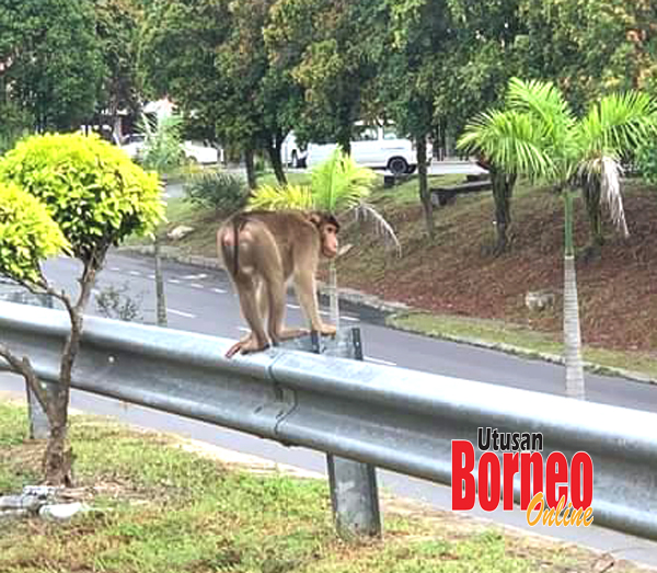  Seekor monyet yang sedang berkeliaran di kawasan Perdana Square.