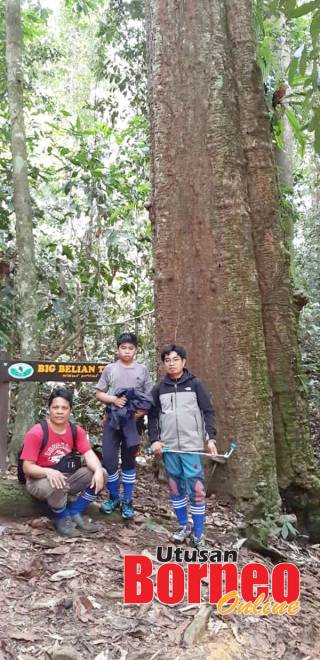  Pokok belian terbesar di Imbak Canyon.