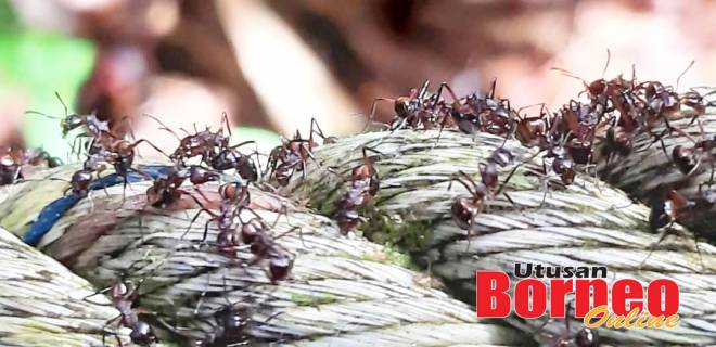  Satu lagi koloni semut Dolichoduros cuspidatus. 
