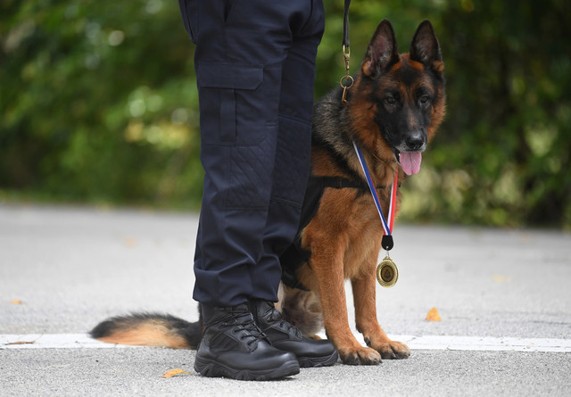 Seekor anjing baka German Shepherd dari Unit Anjing Pengesan (K9) Polis Diraja Malaysia (PDRM) mencipta sejarah sebagai anjing pertama menerima pingat ‘Jasamu Dikenang’ bagi polis kontinjen Pahang. - Gambar Bernama 