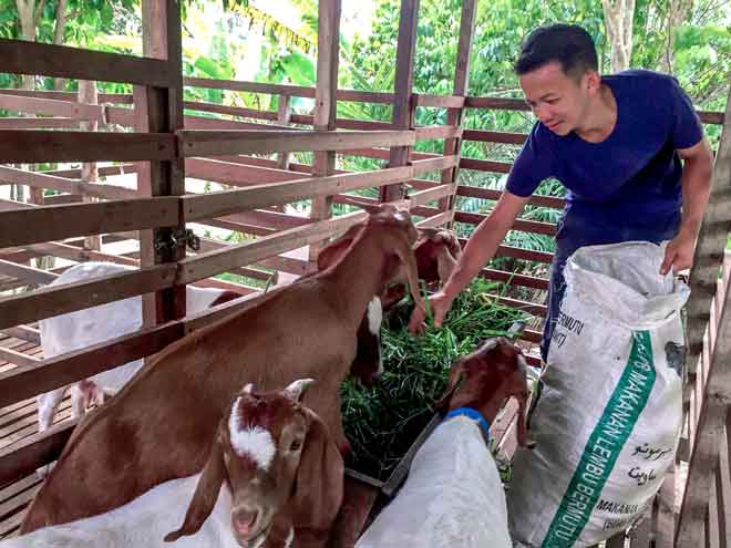  Mohd Sufian dari Kampung Baung, Pengkalan Chepa, Kota Kharu mengambil inisiatif menternak kambing demi menjana pendapatan sampingan untuk menyara keluarga. Mohd Sufian kini memiliki sebanyak 20 ekor kambing dari baka Boer dan juga kambing kampung. — Gambar Bernama