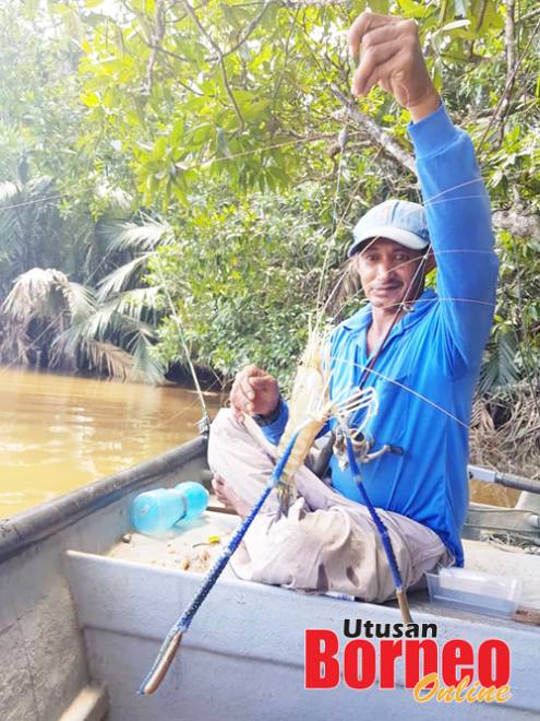  Tekong Baem menaikkan sepit biru saiz jenggo di lubuk Labui.