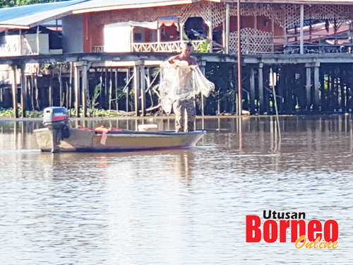  Seorang nelayan sedang menjala udang galah di sungai Weston