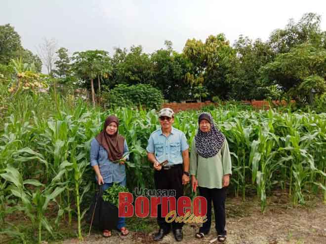  Presiden Gerempung Orang Dagang enggau Pedaja Sarawak (PPPS) Mohd Ariffin Abdullah lebuh meda asil ke ditanam ba kebun mit diempu AjiraIskandar sebedau tu.