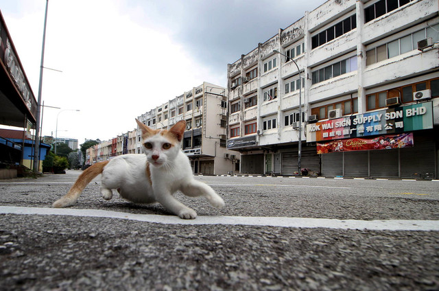 Seekor kucing melalui di Jalan Lim Bo Seng yang lengang selepas penguatkuasaan Perintah Kawalan Pergerakan (PKP) yang menasihatkan orang ramai untuk tidak keluar rumah kecuali atas urusan penting ketika tinjauan pada 5 April lalu. - Gambar Bernama
