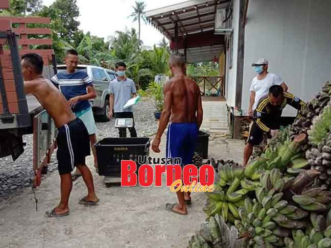  Pusat Operasi FAMA Samarahan membeli pisang kapok daripada petani kecil di Sadong Jaya untuk dipasarkan di Samarahan dan Kuching.
