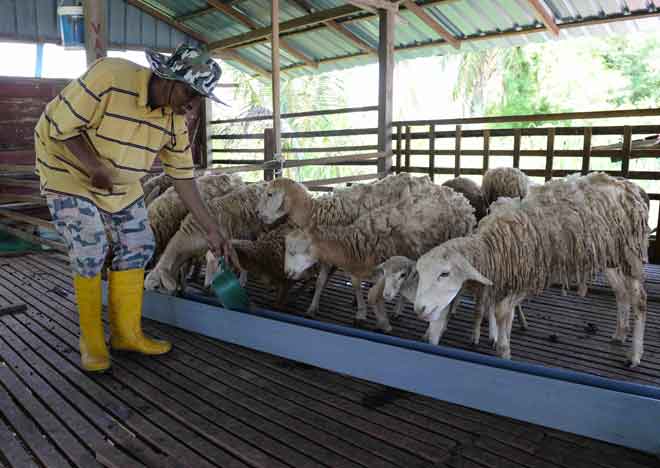  Shaari memberi makanan kepada kambing biri-biri ternakannya di Kampung Melele, Jalan Kodiang semalam. — Gambar Bernama