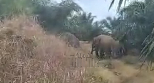  Antara gajah yang bergerak dalam kumpulan kecil di ladang.
