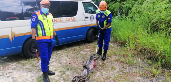  Ular sawa sepanjang 4 meter berjaya ditangkap anggota APM.