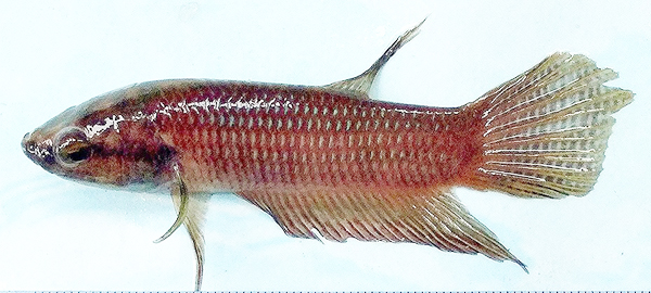  Ikan laga ‘Betta nukuhon’ telah ditemukan di kawasan Banjaran Crocker.