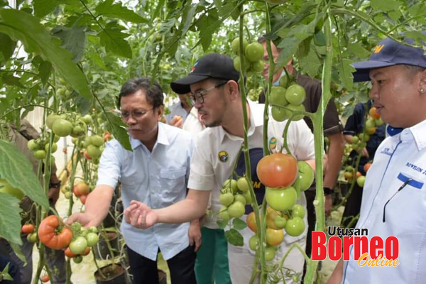  Lawatan ke tapak Taman Kekal Pengeluaran Makanan (TKPM) Mesilou yang diusahakan lapan belia dengan tanaman fertigasi seperti tomato, lada hijau besar dan timun Jepun. 