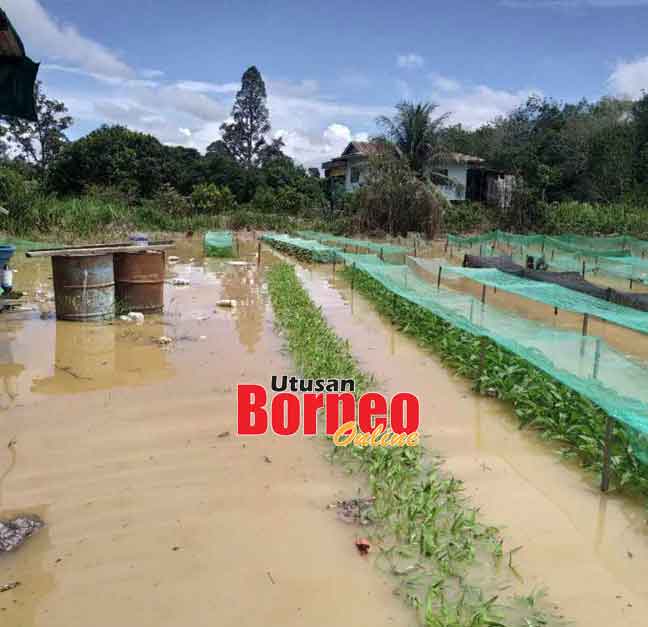  Sebahagian daripada kebun milik Tieu di Sungai Bidut yang ditenggelami air.