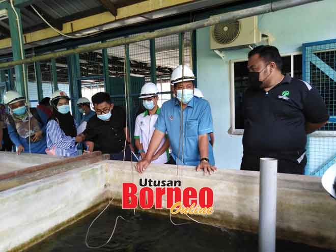  Dr Abdul Rahman (dua kanan) diiringi Jakaria (tiga kanan) semasa lawatan ke kolam ikan di SPK, Limbang semalam.