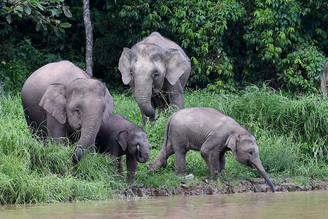Sekumpulan gajah Borneo atau lebih dikenali sebagai gajah pygmy yang mencari makanan di tebing Sungai Kinabatangan berhampiran Kampung Bilit.