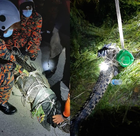 Buaya sepanjang 10 kaki yang berjaya ditangkap di Kampung Sulap Lada, Bekenu malam tadi.