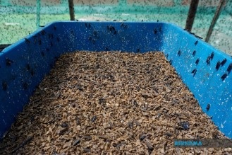 Lalat askar hitam atau larva Black Soldier Fly (BSF) boleh menjadi sumber alternatif bagi makanan ternakan ayam dan ikan.