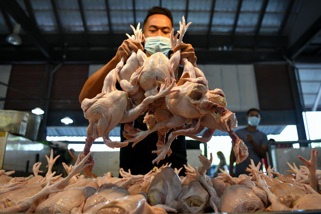  Peniaga Hafizi Mohamad, 25, menyusun ayam untuk dijual di Pasar Chabang Tiga pada 19 April lalu. - Gambar Bernama