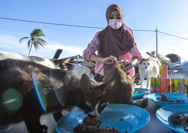  Nor Izyan memberi makan kawanan kucing jalanan di Pantai Cahaya Bulan dekat Kota Bharu semalam. — Gambar Bernama