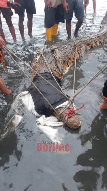  Buaya sesat sepanjang empat meter berjaya ditangkap penduduk kampung di Pulau Gaya petang tadi.- Gambar ihsan penduduk Pulau Gaya