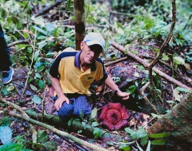 Kujan bersama bunga Rafflesia yang ditemuinya ketika mencari rotan di hutan Sungai Parod, di Sungai Asap, Belaga. - Gambar ihsan Kujan Lusat