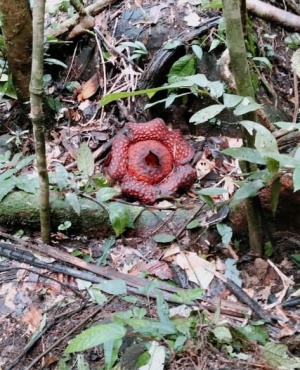  Bunga Rafflesia yang pertama kali ditemui tumbuh di Sungai Asap, Belaga. - Gambar ihsan Kujan Lusat 