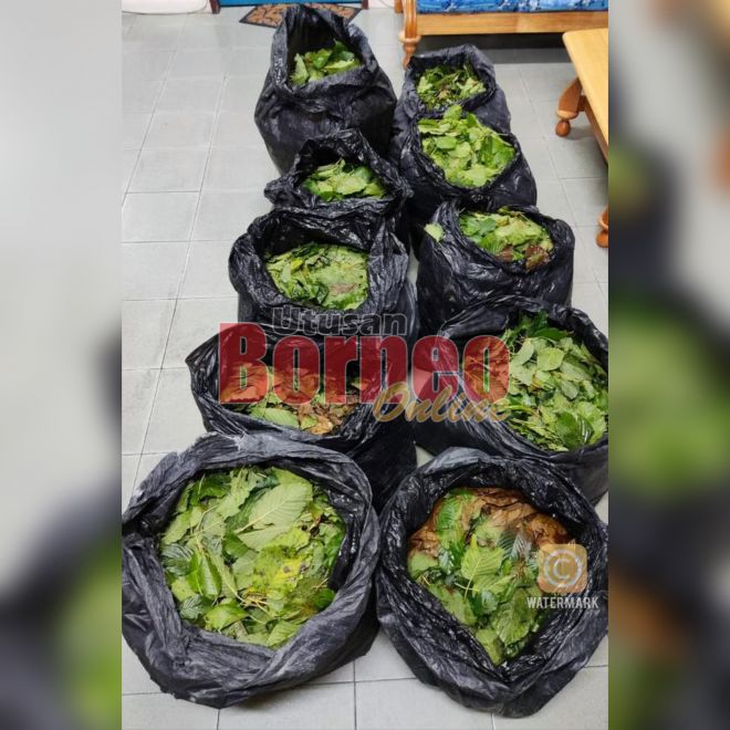  Daun ketum seberat 80 kilogram yang dirampas daripada suspek.