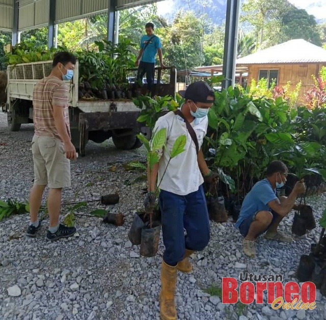 Anak benih kopi jenis Liberica diagihkan kepada peserta Program Kluster Penanaman Kopi dari Kampung Tringgus Bong.