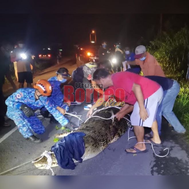  Pasukan APM, penduduk kampung serta Jabatan Hidupan Liar Sabah berjaya menangkap buaya sepanjang lima meter.