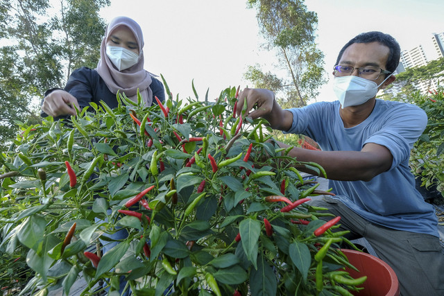 Sharil, 31, dibantu isteri Nurul Azira Azreen Zulhisham memetik cili api bara hasil dari penanaman secara teknik fertigasi di Rumah Pokok', iaitu sebuah kebun komuniti yang diusahakan secara kecil-kecilan berdekatan Taman Pinggiran Cyber. -Gambar Bernama