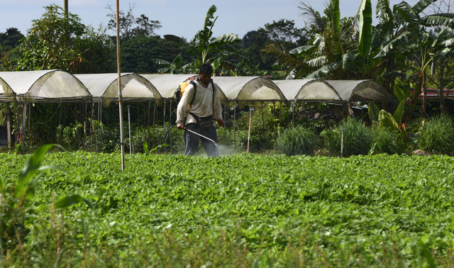  Seorang pekerja menyembur racun serangga di ladang sayur di Taman Kekal Pengeluaran Makanan (TKPM) Ara Kuda di Tasek Gelugor. - Gambar Bernama