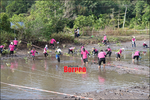 Bakau pokok Ekopelancongan Hutan