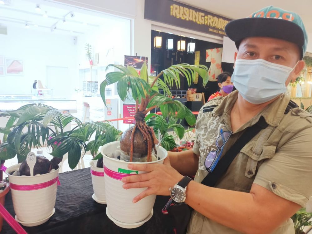 Steward menunjukkan bonsai kelapa kegemaran beliau. bonsai kelapa yang dijual di Gardenscapes 2022 di CityOne Mall sehingga 27 Mac ini.