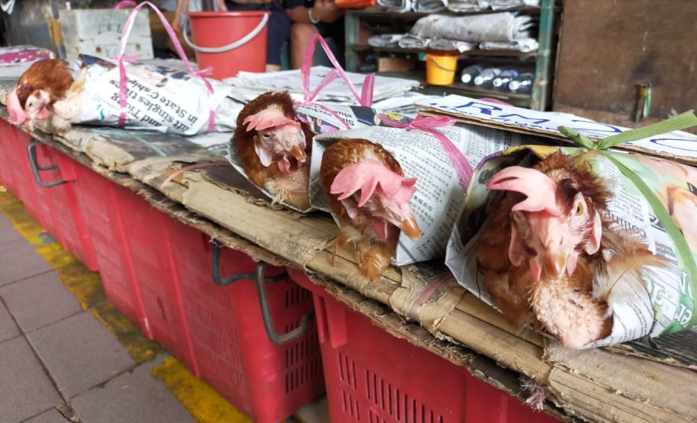 'Ayam pencen' yang dijual di sebuah pasar di Sibu.