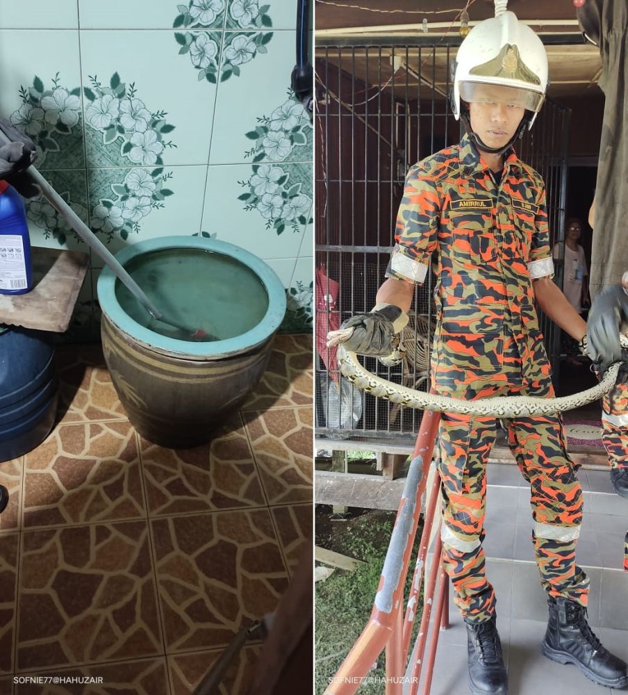 Seekor ular sawa ditemui oleh seorang penghuni sebuah rumah di Jalan Abang Amin Bintangor di dalam sebuah tempayan di bilik mandi rumahnya.