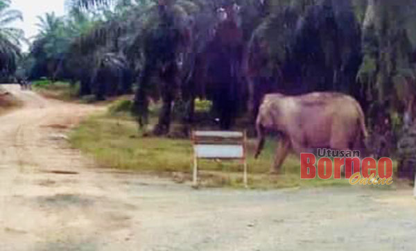  Gajah liar yang dipercayai menyerang mangsa.