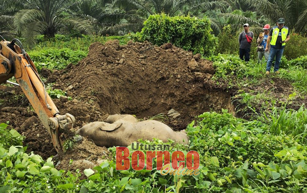  Kakitangan JHL mengubur anak gajah yang mati akibat dilanggar kereta.