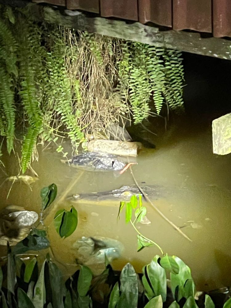  Kelihatan kepala buaya di permukaan air bawah rumah penduduk di Kampung Baru Laut dalam gambar yang dirakam penduduk pada 28 November 2022.