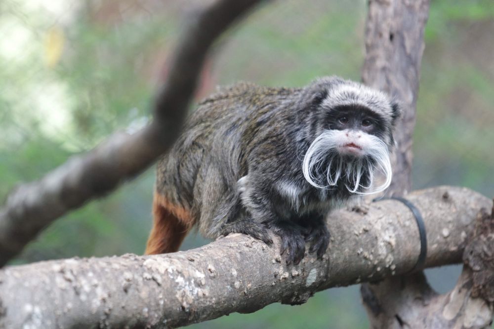 Gambar tidak bertarikh serahan pihak berkuasa Zoo Dallas menunjukkan monyet tamarin maharaja di dalam kurungannya di zoo tersebut di Texas. — Gambar AFP