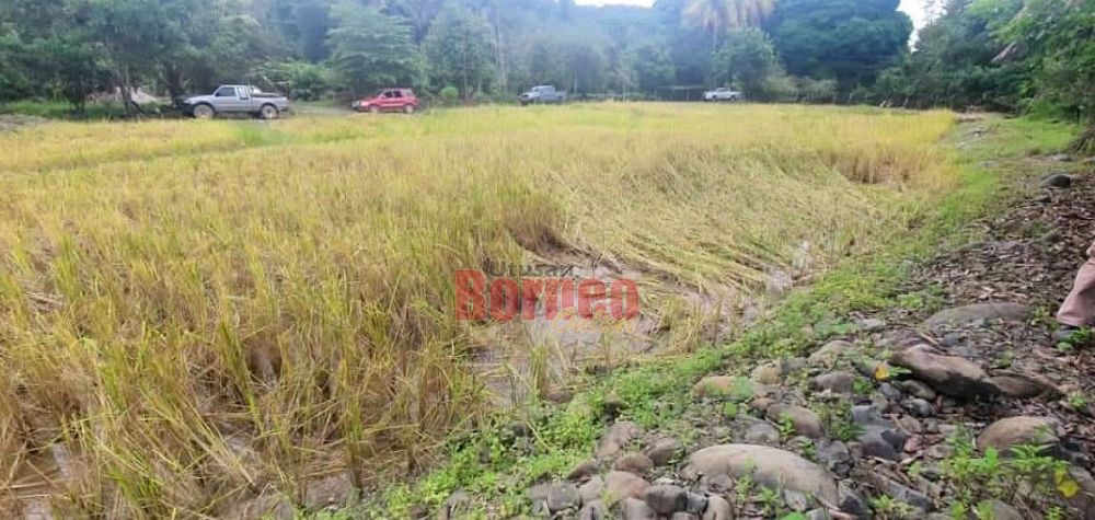  Beginilah salah satu kawasan sawah padi yang rosak akibat limpahan air banjir akibat hujan yang berterusan beberapa hari lepas.