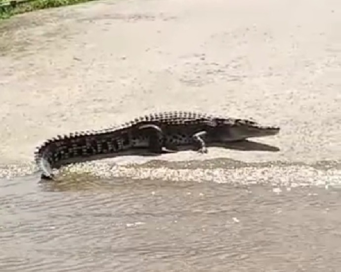 Tangkap layar dari video kehadiran sang bedal di feri Kampung Gadong mengejutkan orang ramai. 