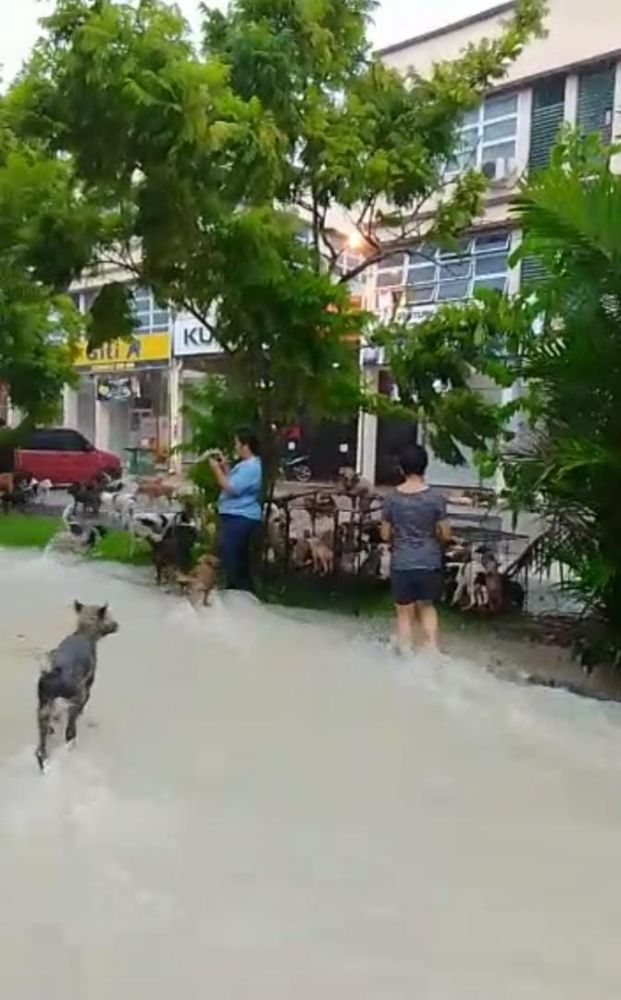 Entara rikod video ti udah diambi mensia mayuh lalu disadung ba media rama ngayanka sekeda ukui dipindahka ari palan ngintu jelu di Kota Sentosa pagi kemari, bisi mega ti agi dalam sangkar.