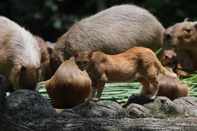  Seekor kucing yang dikenali dengan nama "Oyen" bersama sekumpulan capybara di Zoo Negara baru-baru ini. - Gambar Bernama 