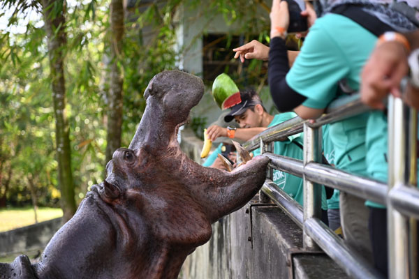  Peserta Kembara Media tidak melepaskan peluang memberi makanan kepada badak air diberi nama Cendana yang ditempatkan di Paya Indah Discovery Wetlands Gamuda Cove. Kredit foto Jabatan Penerangan Malaysia